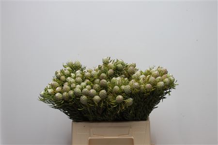 Leucadendron Jade Pearl Bunch 40cm
