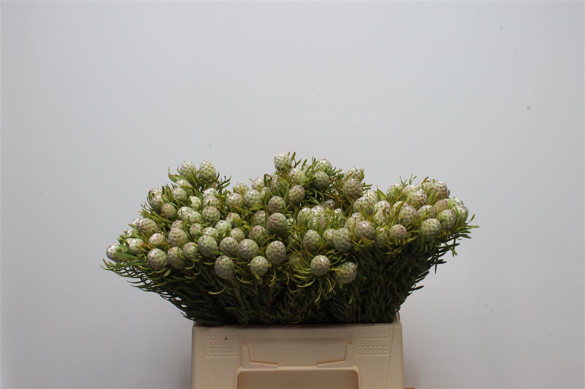 Leucadendron Ayoba Jade Pearl 40cm