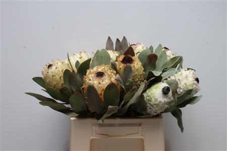 Protea M Snow Queen