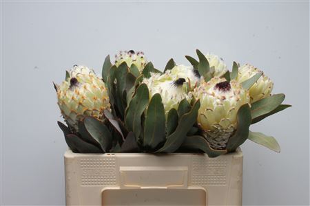Protea M Snow Queen