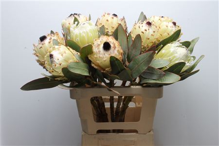 Protea M Snow Queen