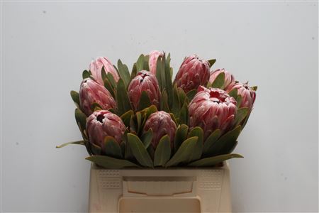 Protea Com Pink Lady