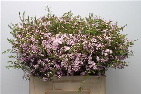 Chamelaucium Dancing Queen 50cm 27gram