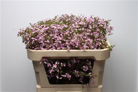 Chamelaucium Dancing Queen 70cm 57gram