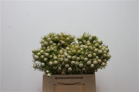 Leucadendron L Jad Pe Vert 40cm