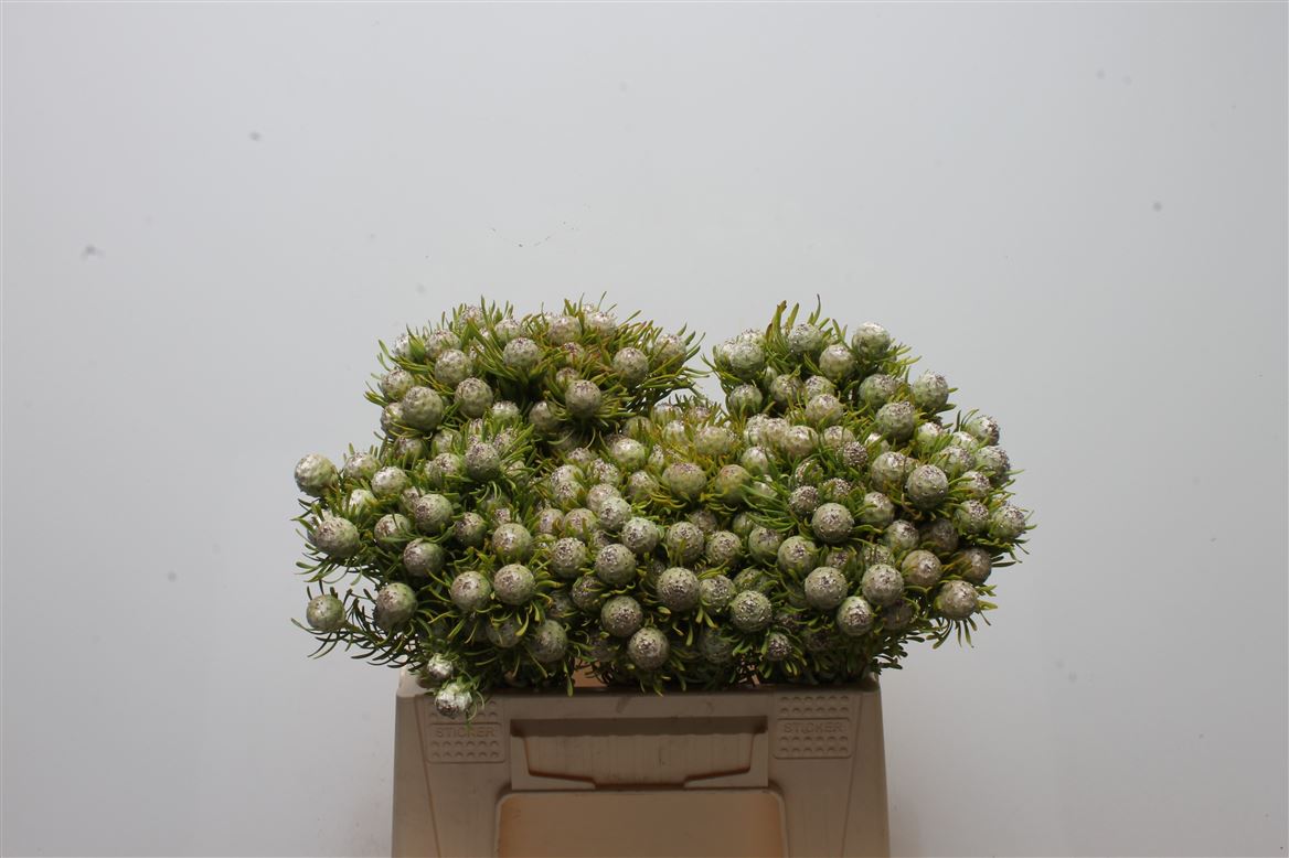 Leucadendron Spray Ayoba Jade Pearl 40cm