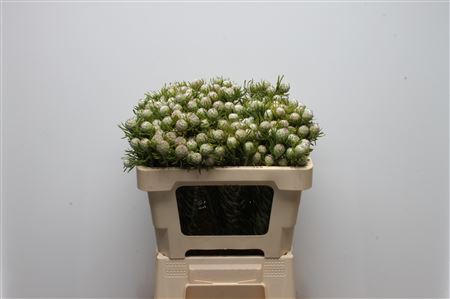 Leucadendron L Jad Pe Vert 50cm