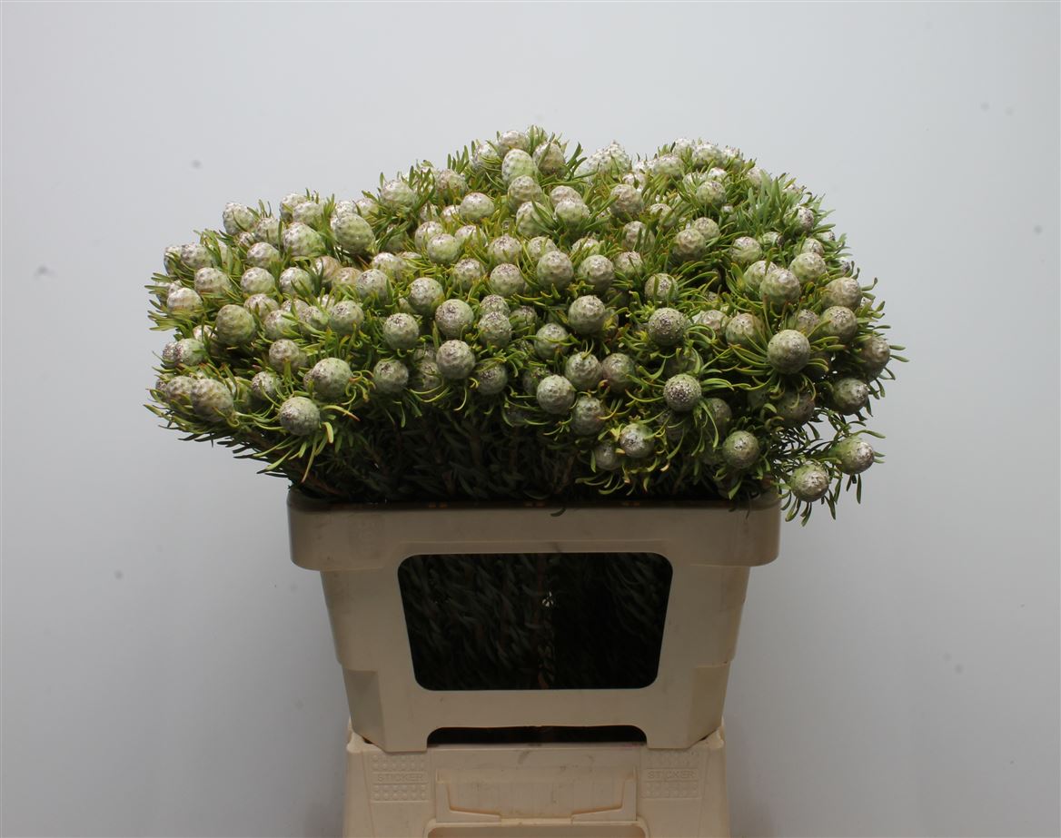 Leucadendron Spray Ayoba Jade Pearl 60cm