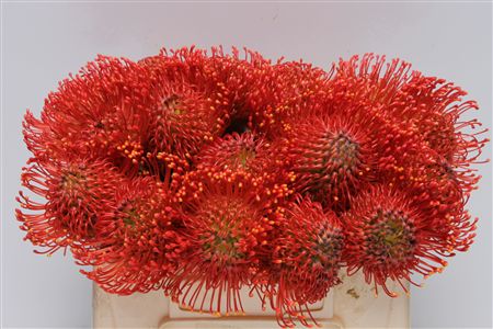 Leucospermum Emily 30cm