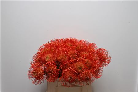 Leucospermum Emily 35cm