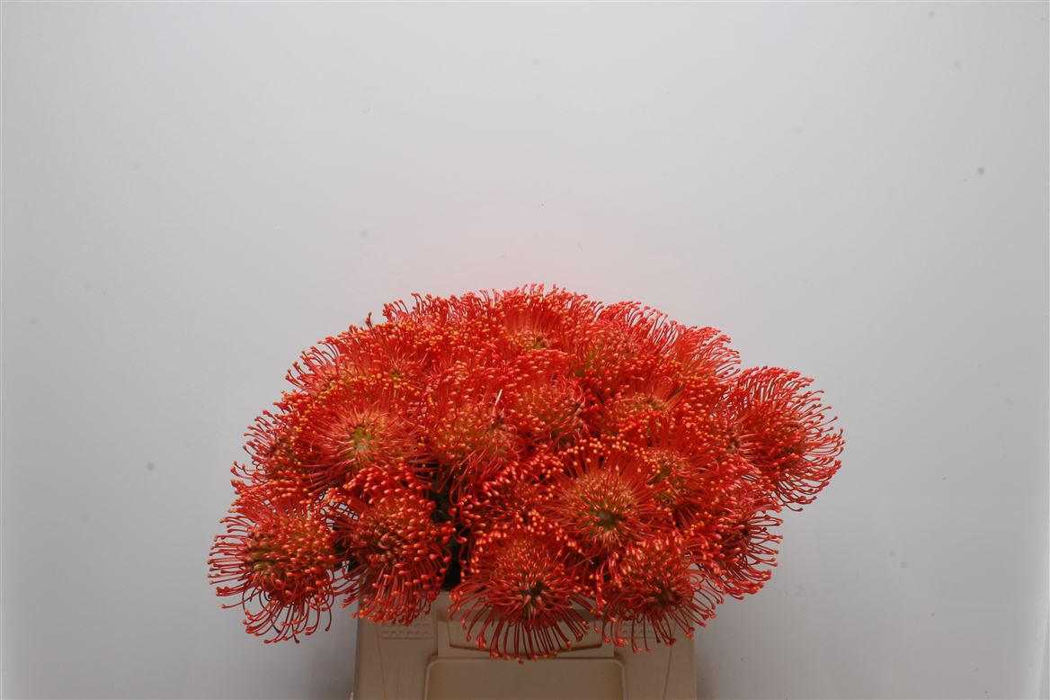Leucospermum Emily 35cm