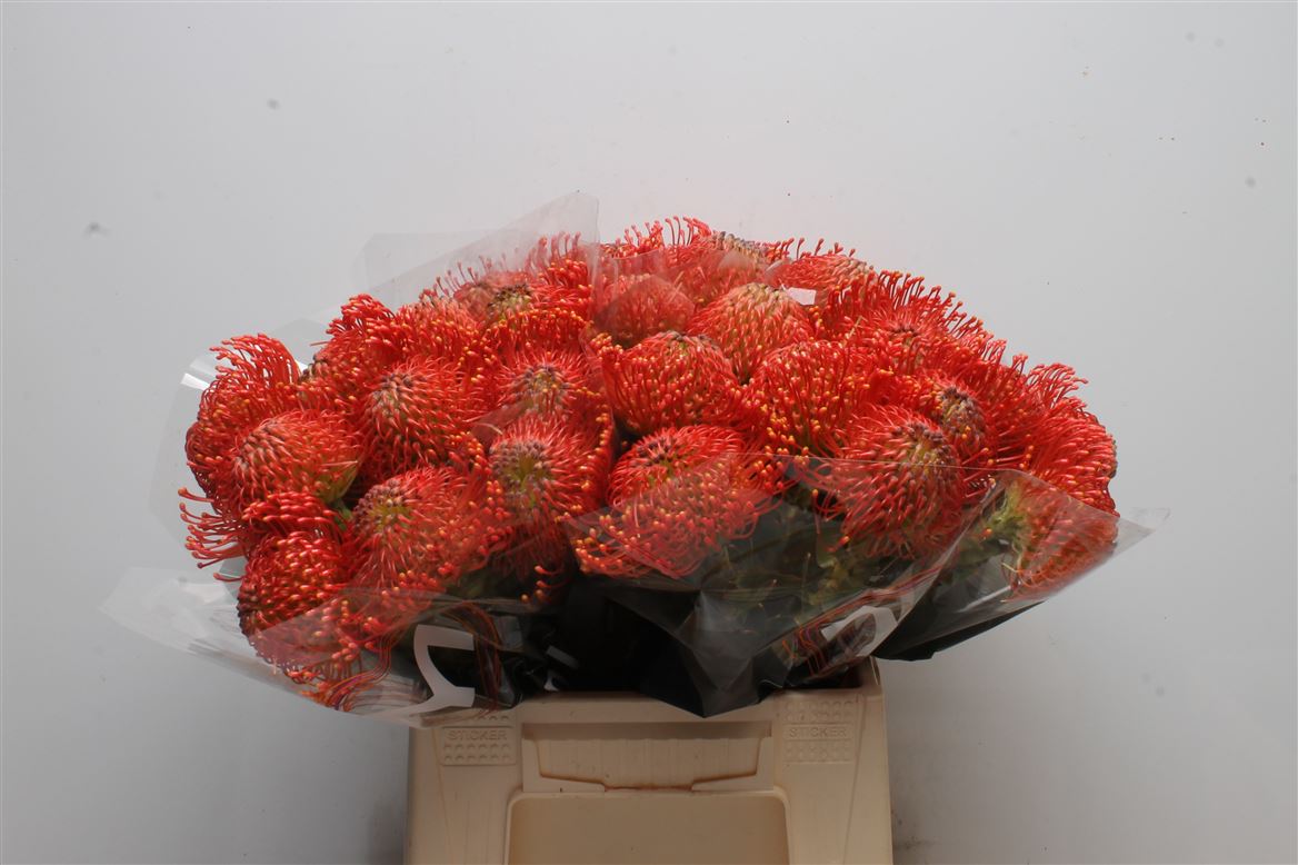 Leucospermum Emily 40cm