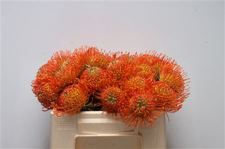 Leuco Co Neena