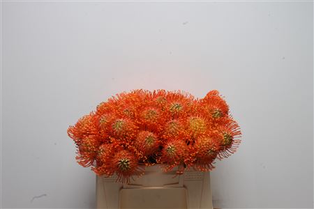 Leuco Co Neena