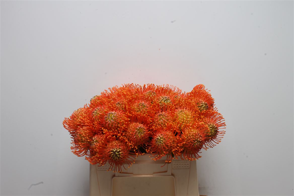 Leucospermum Neena 35cm