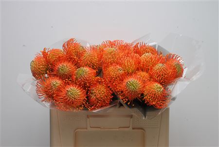Leuco Co Neena