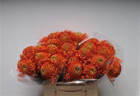 Leucospermum Ayoba Orange 40cm