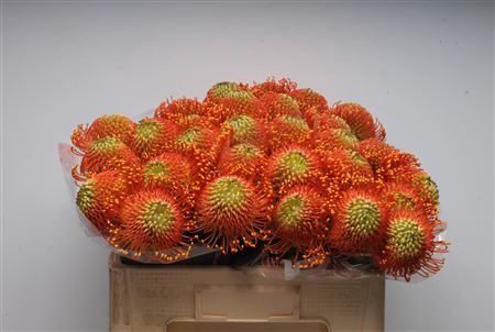 Leucospermum Ayoba Orange 50cm