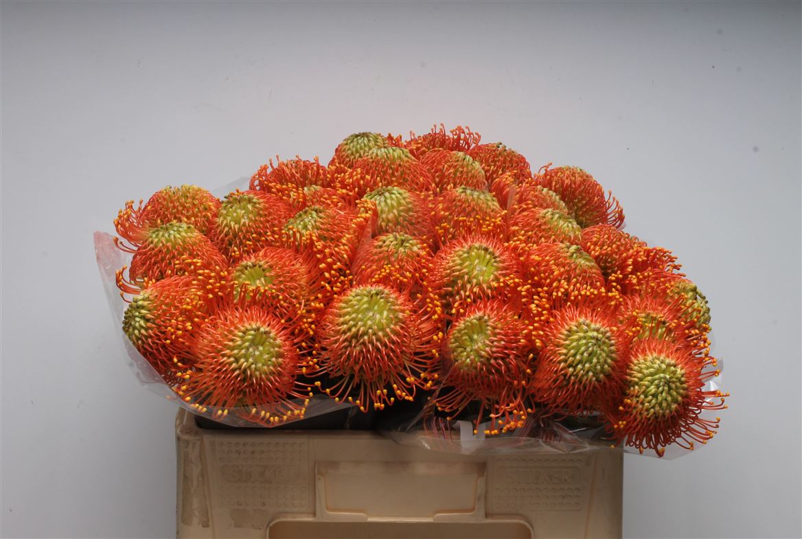 Leucospermum Ayoba Orange 50cm