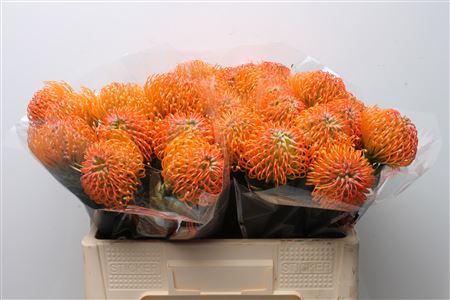 Leuco Ayoba Peach