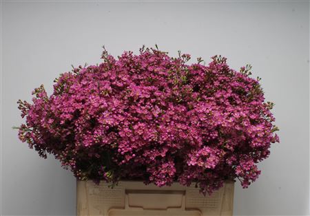Chamelaucium Un Ariel 50cm 35gram