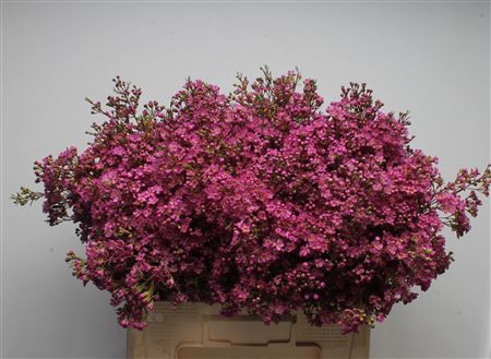 Chamelaucium Un Ariel 60cm 40gram