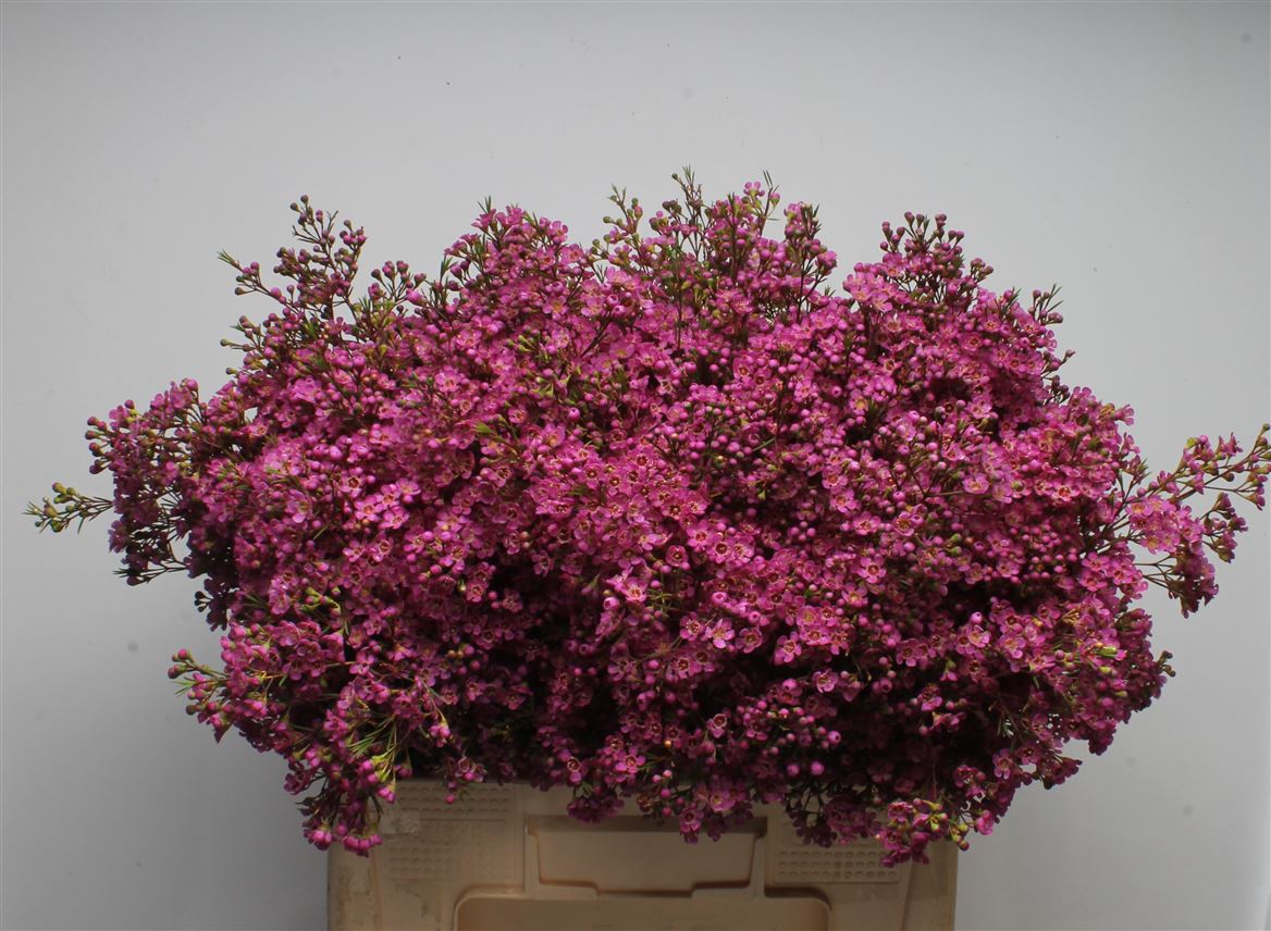 Chamelaucium Ariel 60cm 55gr.