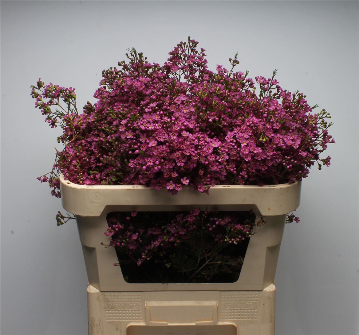 Chamelaucium Ariel 70cm 80gr.