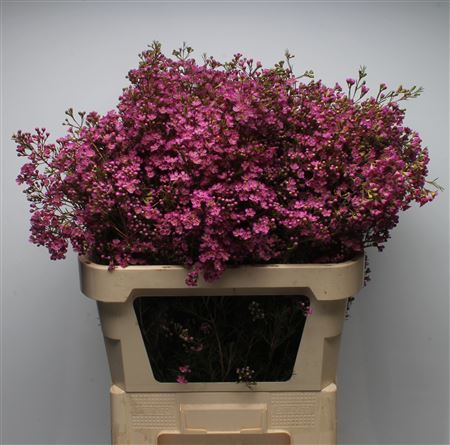 Chamelaucium Un Ariel 80cm 120gram