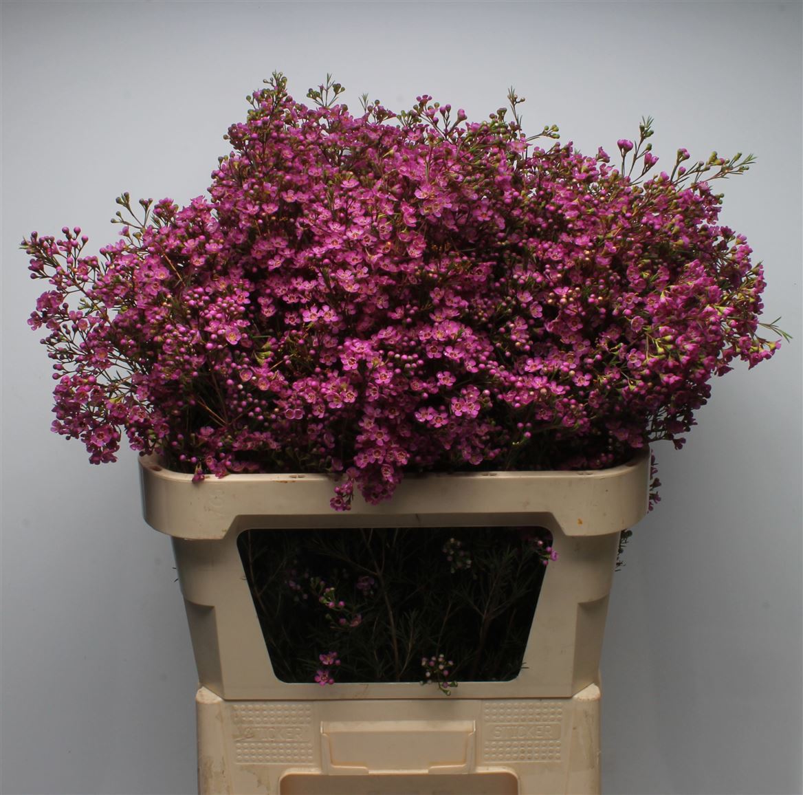 Chamelaucium Ariel 80cm 120gr.