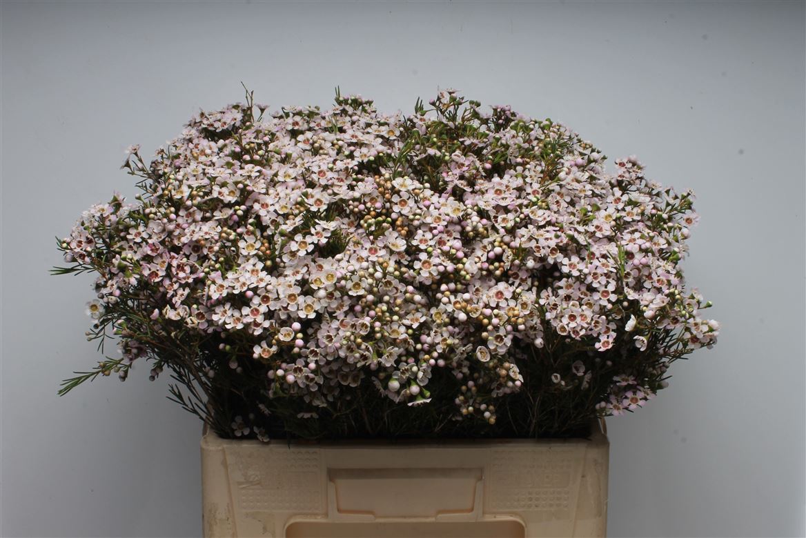 Chamelaucium Jupiter Moon 55cm 35gr.