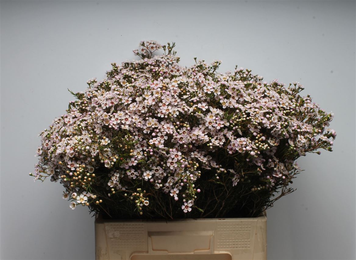 Chamelaucium Jupiter Moon 60cm 45gr.