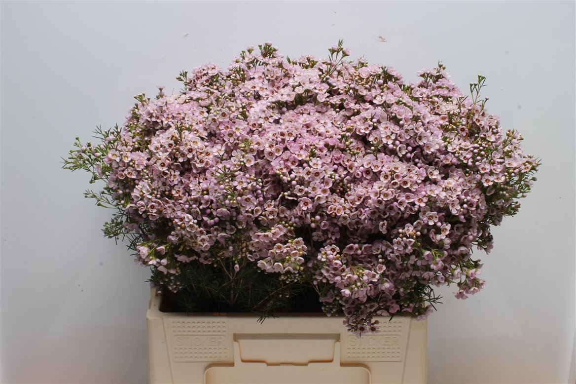 Chamelaucium Titan 55cm 55gr.
