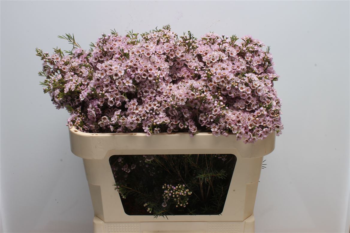 Chamelaucium Titan 70cm 110gr.