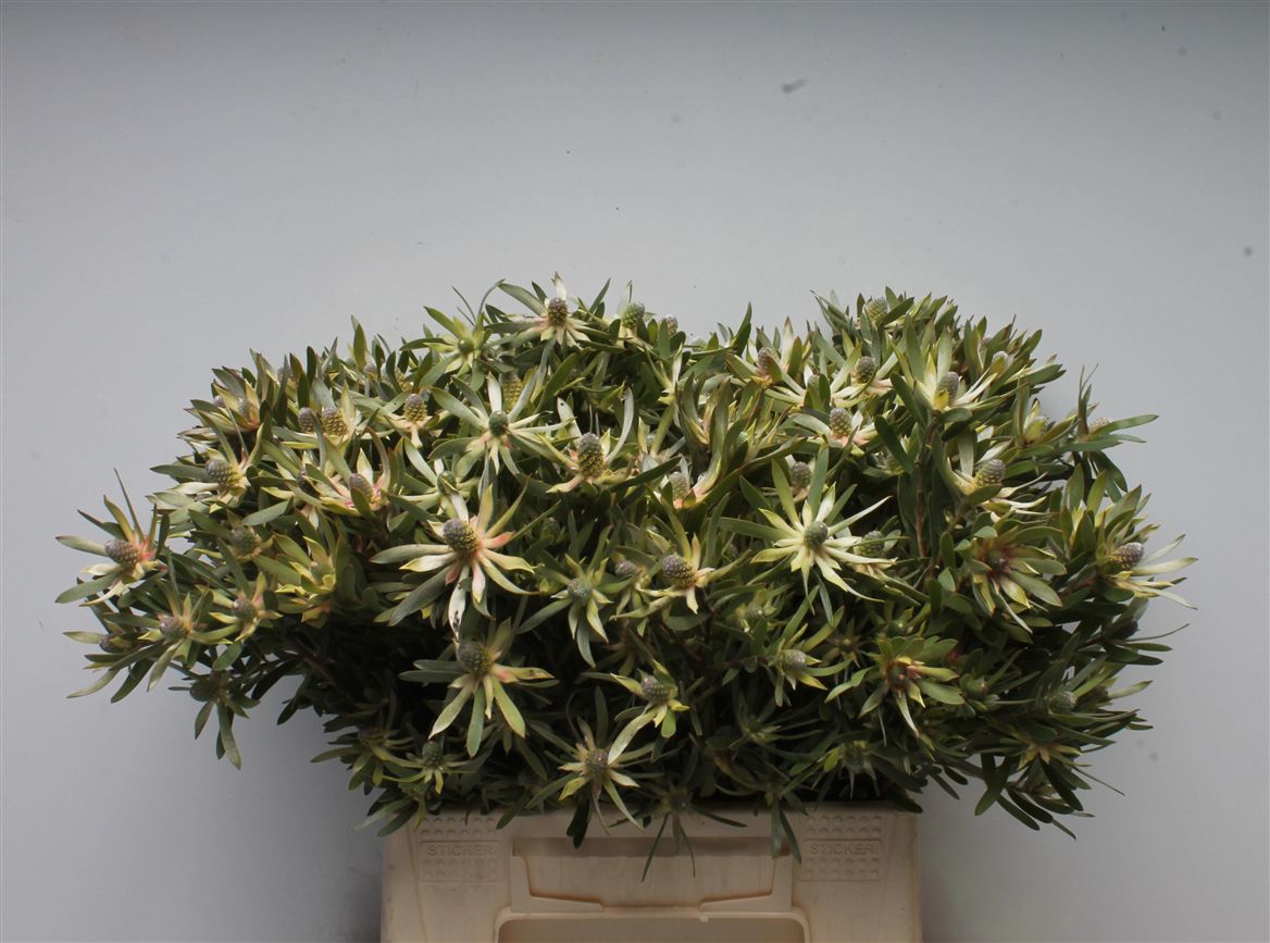 Leucadendron Ayoba Star Pearl 40cm