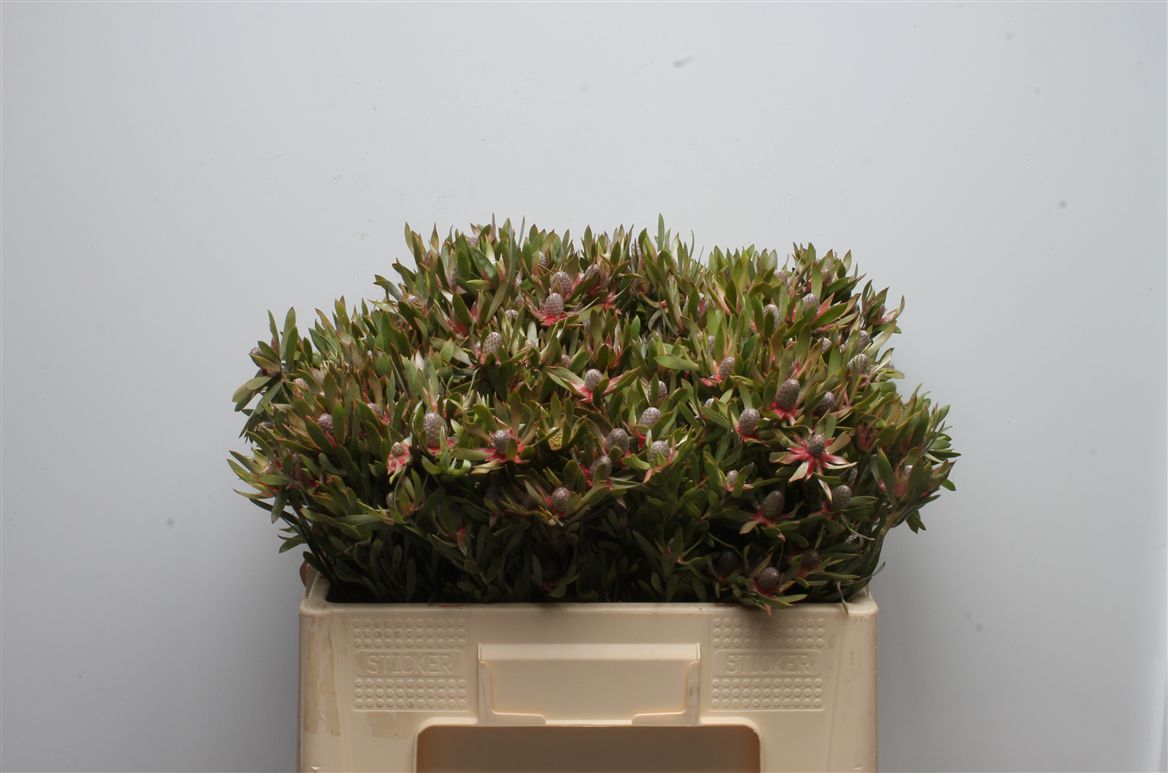 Leucadendron Ayoba Star Pearl 50cm