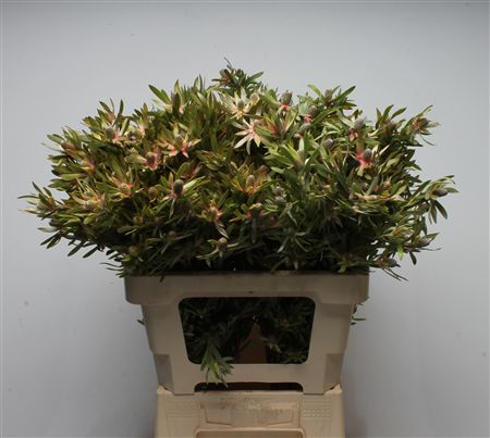Leucad Ayoba St Pear 60cm