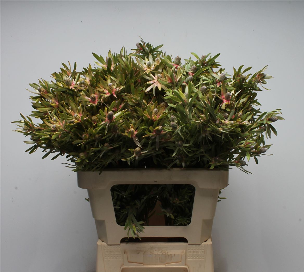 Leucadendron Ayoba Star Pearl 60cm