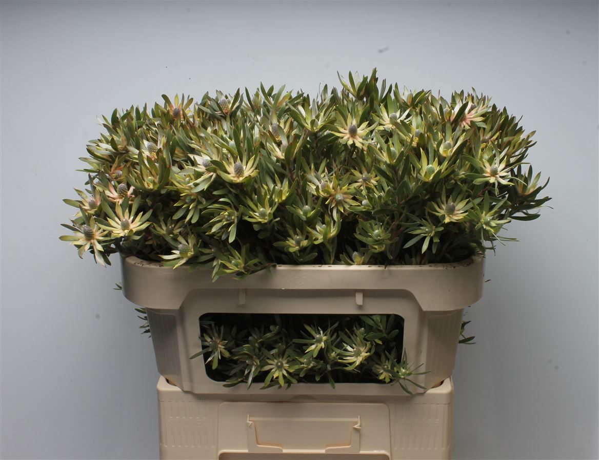 Leucadendron Ayoba Star Pearl 70cm