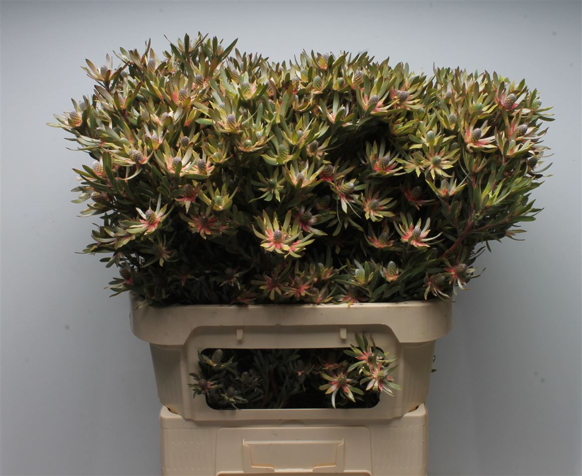 Leucadendron Ayoba Star Pearl 80cm