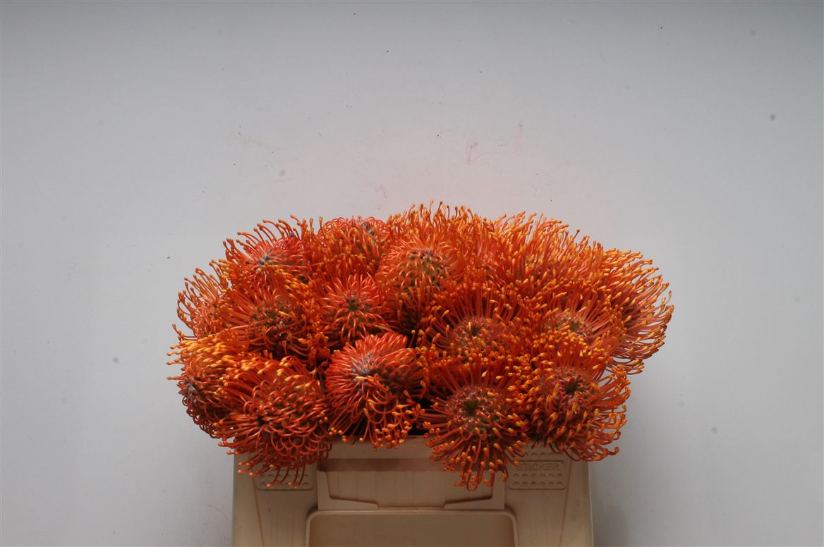 Leucospermum Ayoba Mandarin Zest 30cm