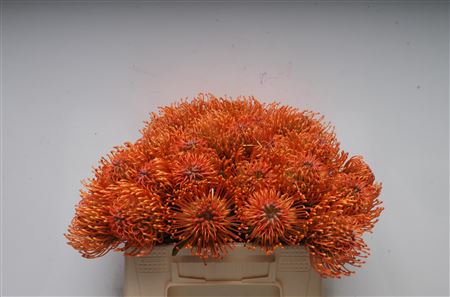 Leuco Ayoba Man Zest 35cm