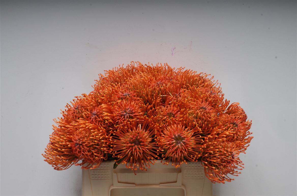 Leucospermum Ayoba Mandarin Zest 35cm