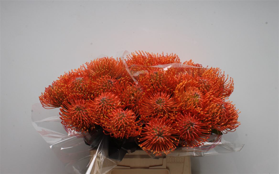 Leucospermum Ayoba Mandarin Zest 40cm