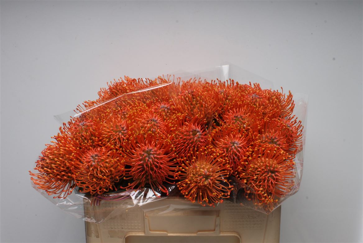 Leucospermum Ayoba Mandarin Zest 50cm