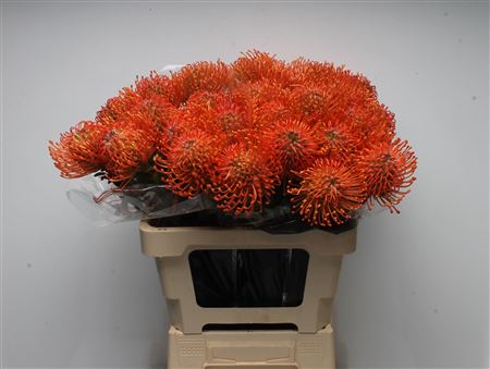 Leuco Ayoba Man Zest