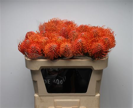 Leuco Ayoba Man Zest 70cm