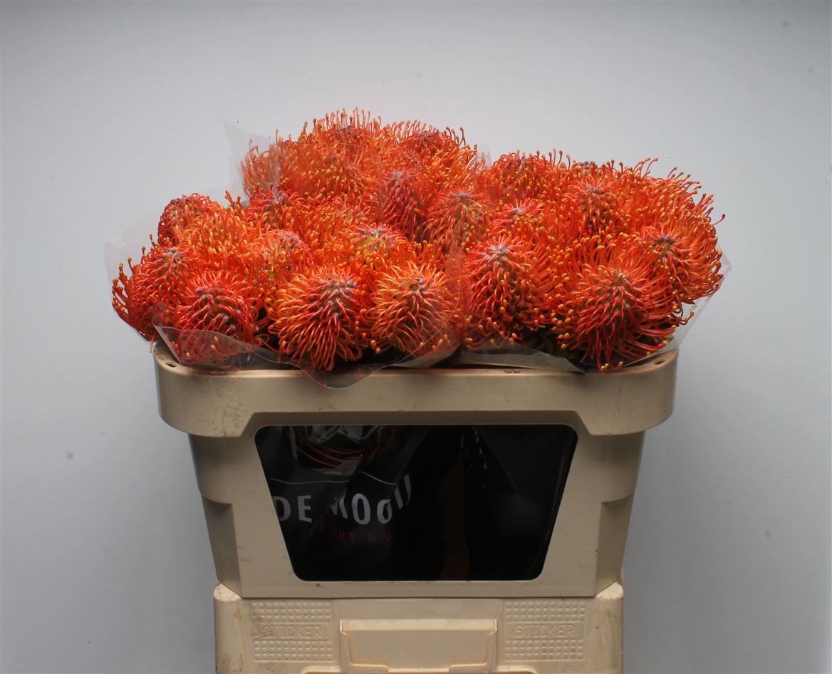 Leucospermum Ayoba Mandarin Zest 70cm