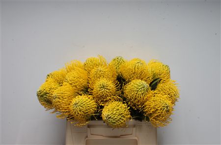 Leuco Ayoba Yellow 35cm