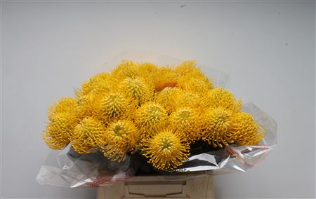Leuco Ayoba Yellow 40cm